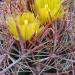 Kaktusi: Ferocactus viridescens, slika5